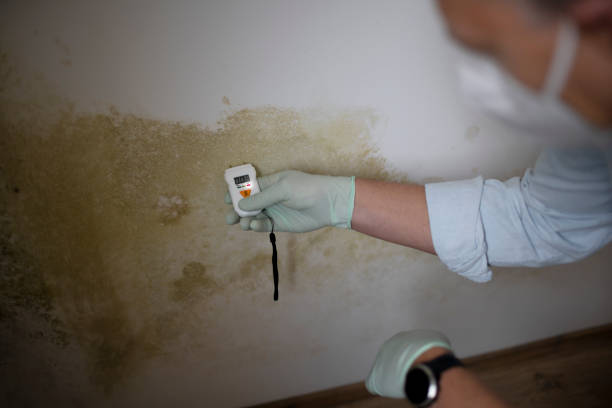 Professional Mold Remediation in Inwood, WV