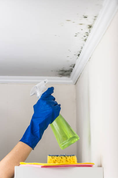 Best Emergency Mold Remediation in Inwood, WV